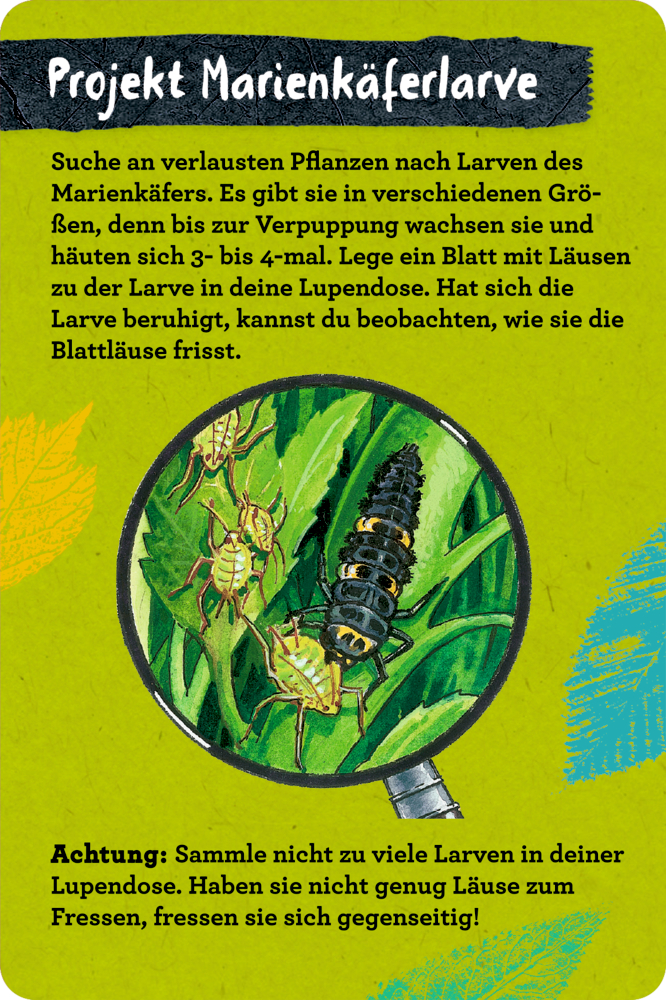 50 Insekten, Spinnen & Co. - Nature Zoom (Blechdose)