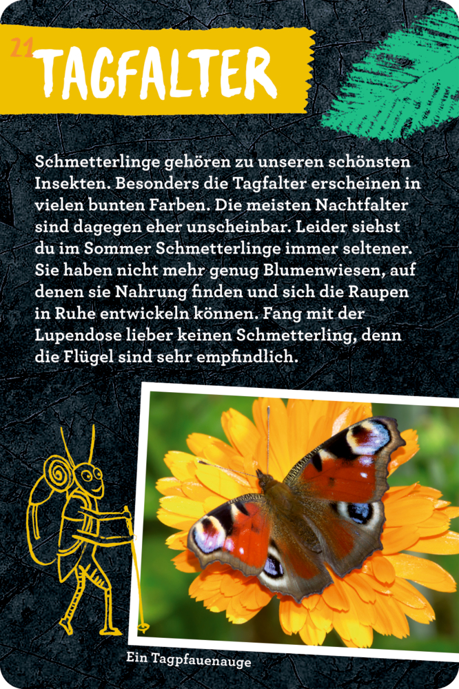 50 Insekten, Spinnen & Co. - Nature Zoom (Blechdose)