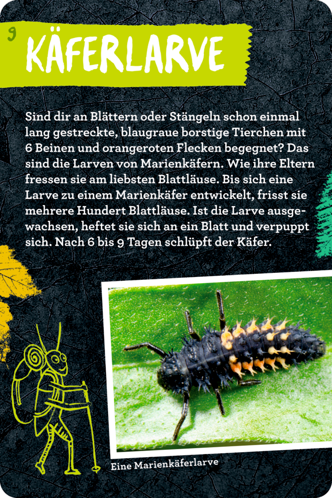 50 Insekten, Spinnen & Co. - Nature Zoom (Blechdose)