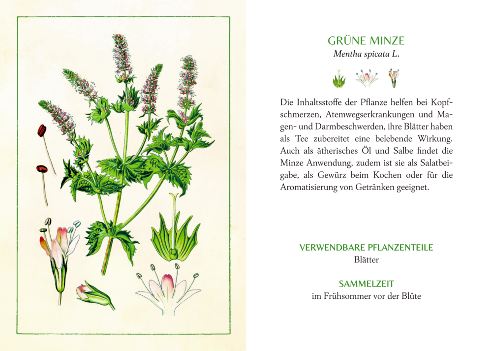 Schöner lesen! No.49: Kräuter & Blumen am Wegesrand (AUGUSTINA)