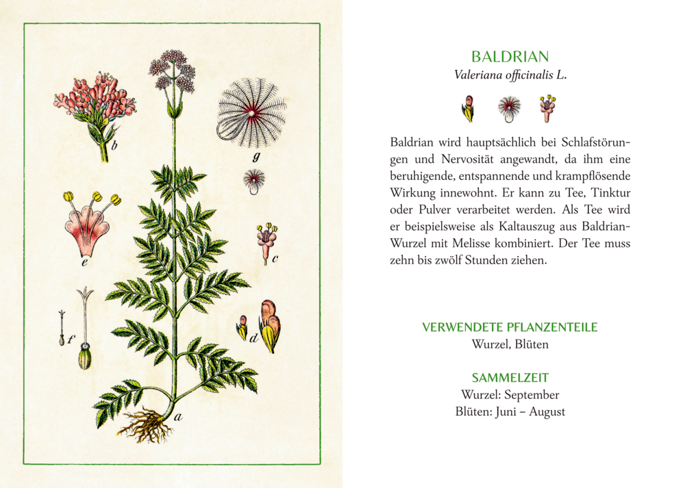 Schöner lesen! No.49: Kräuter & Blumen am Wegesrand (AUGUSTINA)