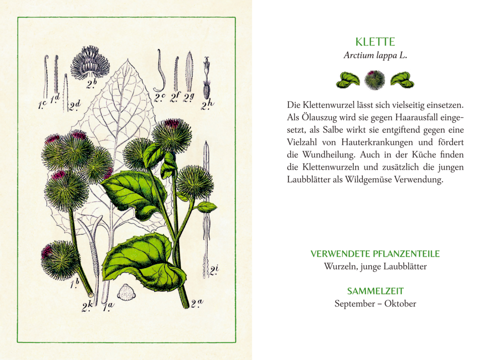 Schöner lesen! No.49: Kräuter & Blumen am Wegesrand (AUGUSTINA)